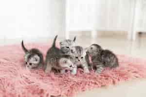 Free photo five little grey kittens lie on a pink carpet