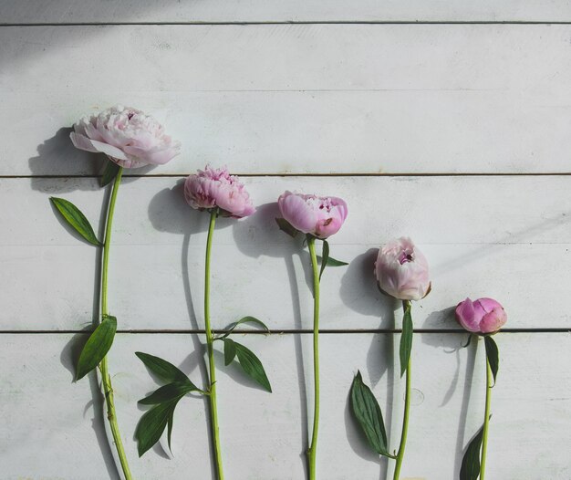 Five single branch purple peonies on a white wooden wall 