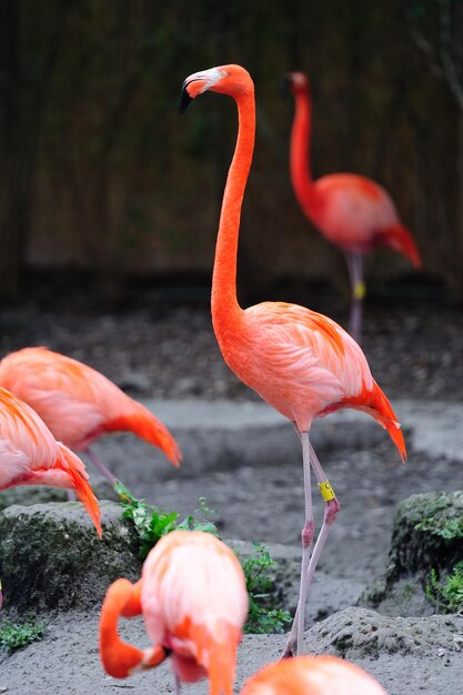 マイアミ動物園のフラミンゴ