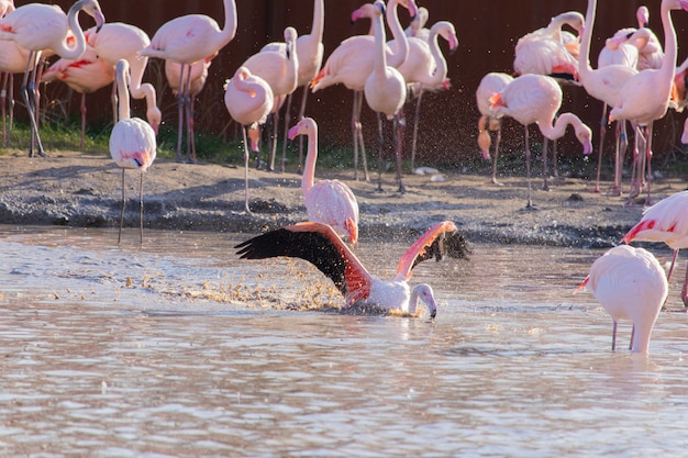 동물 보호 구역의 연못에서 목욕하면서 날개를 펼치는 플라밍고
