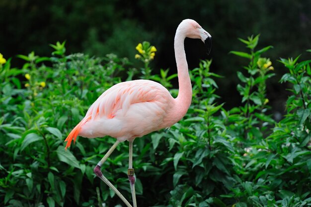 flamingo stand in water in Chicago zoo