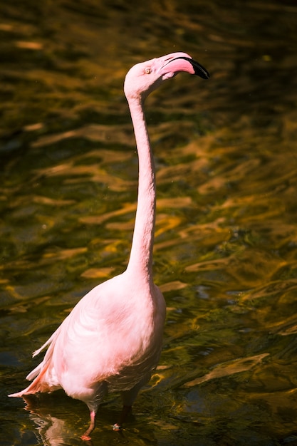 Free photo flamingo