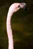 Free photo flamingo