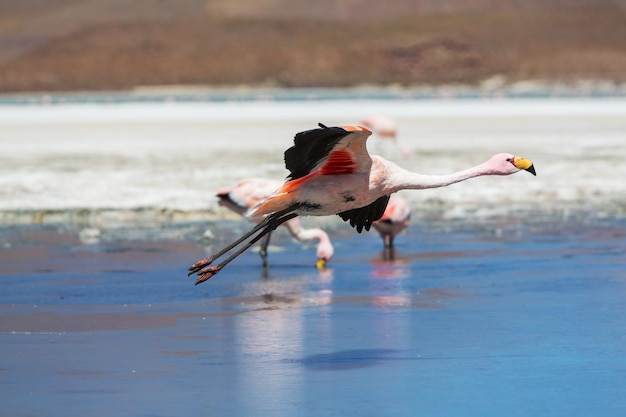 Free photo flamingo