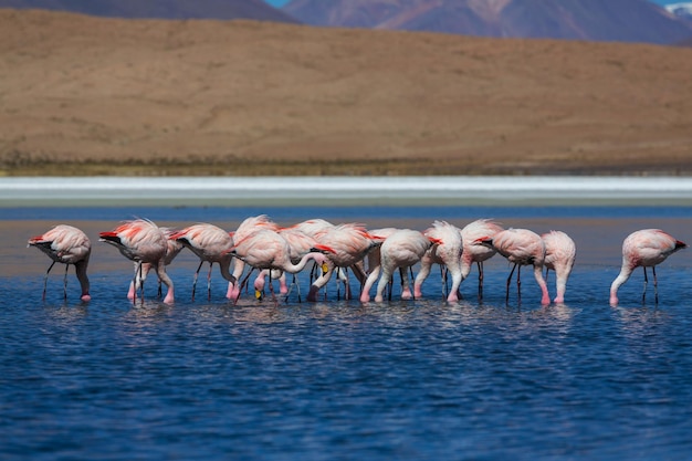 Free photo flamingo