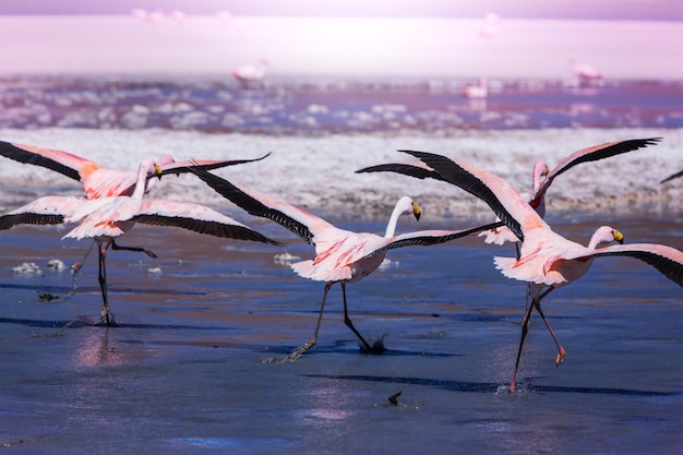 Free photo flamingo