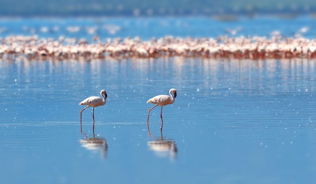 サバンナの湖のフラミンゴ