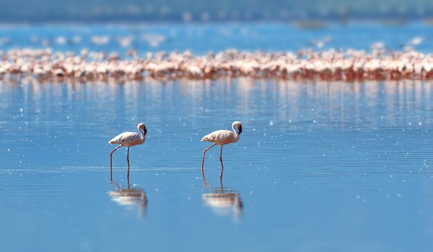 Фламинго на озере в саванне