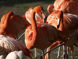 Free photo flamingos in the nature