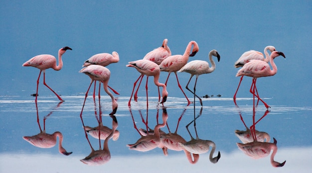 Фламинго на озере с отражением