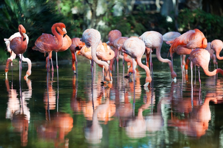 Free Photo flamingos standing in water