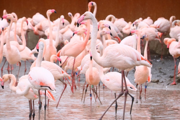 Foto gratuita fenicotteri in piedi nell'acqua