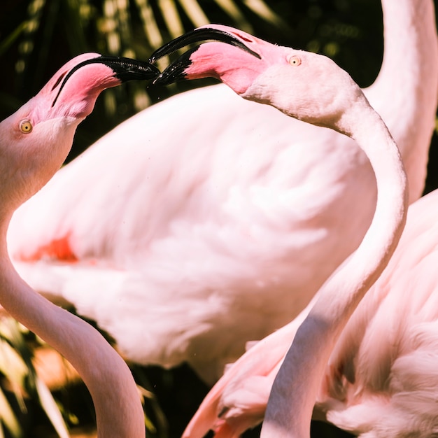Free photo flamingos