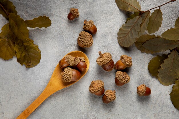 Flat lay acorns still life