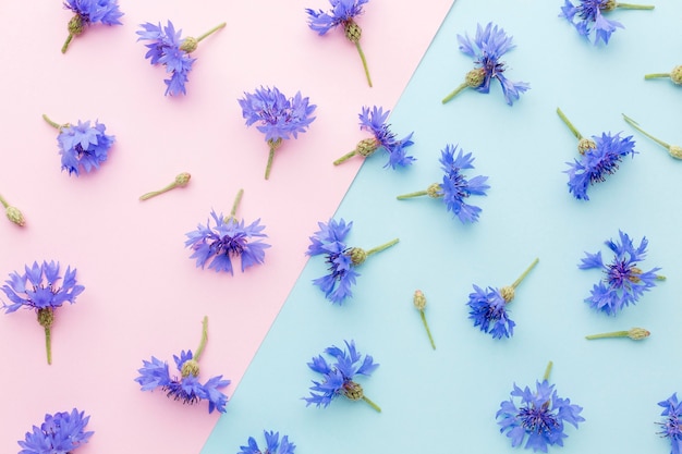 Flat lay arrangement of cornflowers