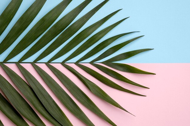 Flat lay arrangement of green leaves