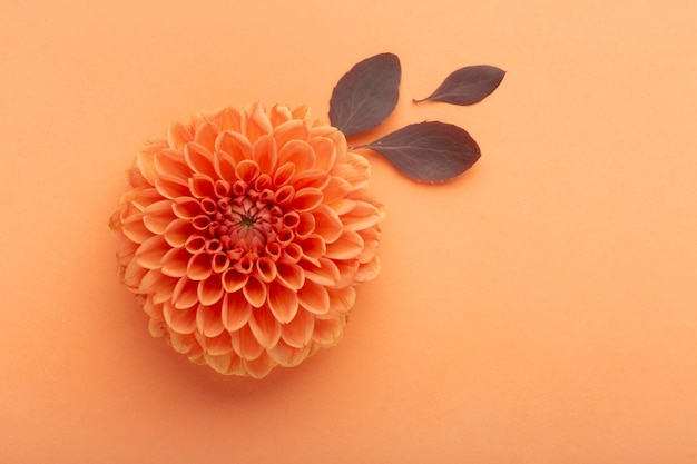 Flat lay assortment of flowers