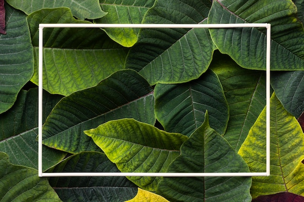 Free photo flat lay assortment of green leaves with empty frame