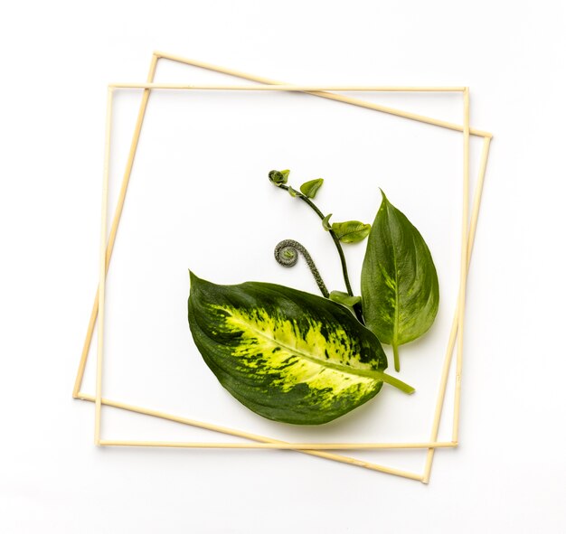 Flat lay assortment of green leaves with empty frames