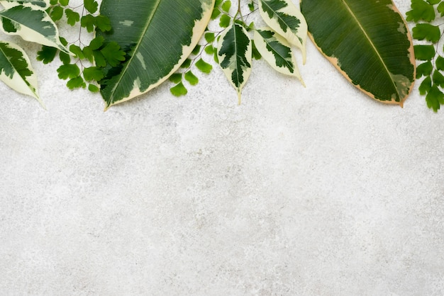 Flat lay of assortment of plant leaves with copy space