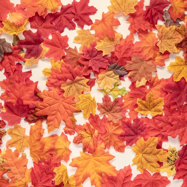 Flat lay autumn colourful leaves