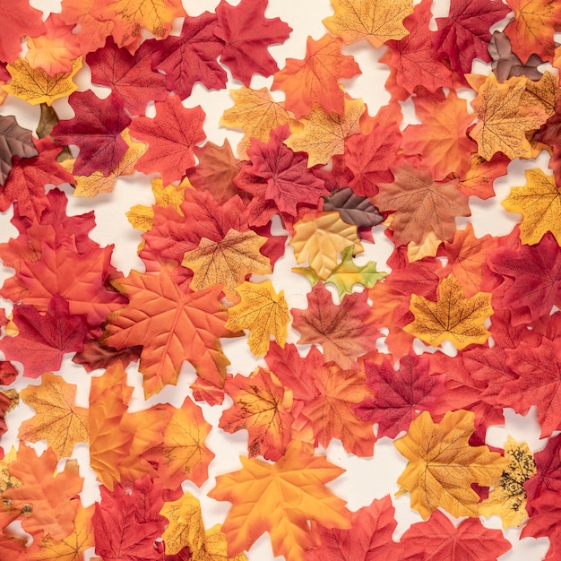 Плоские лежали осенние разноцветные листья