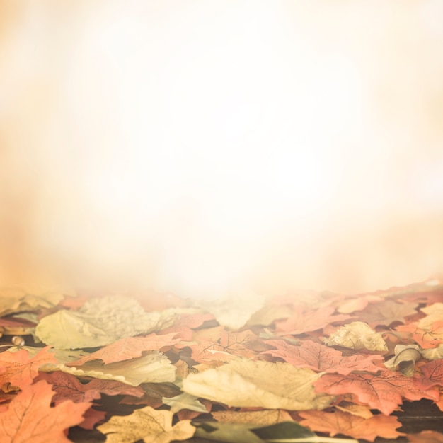 Flat lay of autumn leaves in shiny surface