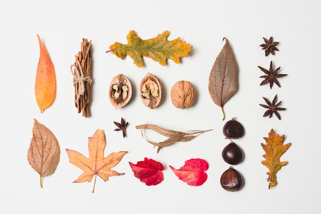 Free photo flat lay autumn leaves variety