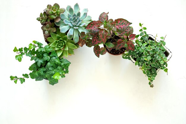 サボテンとパンジーピートポットの植物園芸工具 白い背景に対して土とロープ 無料の写真