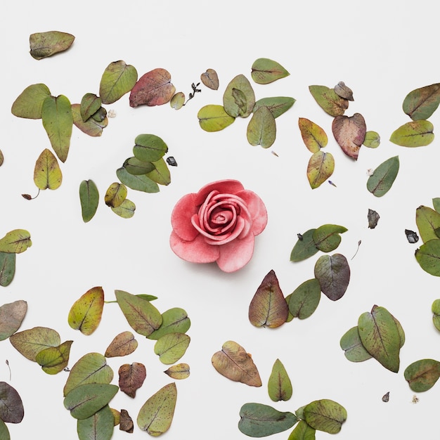 Free photo flat lay of beautiful flowers