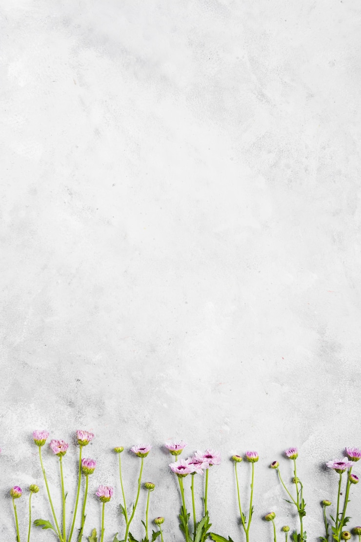 무료 Photo 아름다운 봄 데이지의 평평한 누워