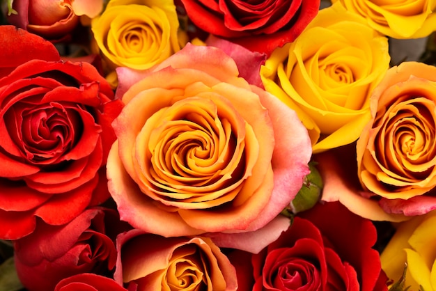 Flat lay of beautifully bloomed colorful flowers