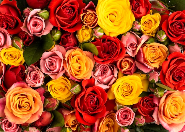 Flat lay of beautifully bloomed colorful flowers