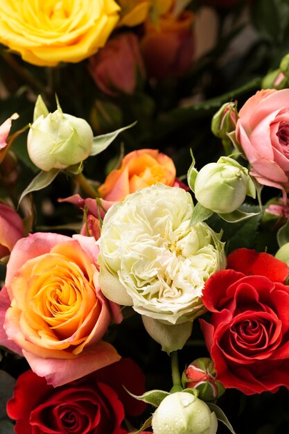 Flat lay of beautifully bloomed colorful rose flowers