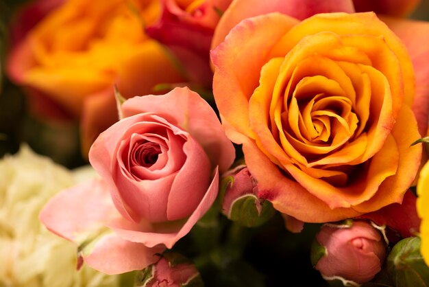 Flat lay of beautifully bloomed colorful rose flowers