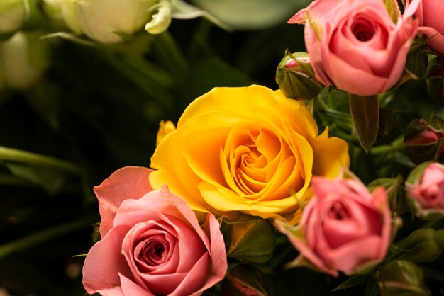 Flat lay of beautifully bloomed colorful rose flowers