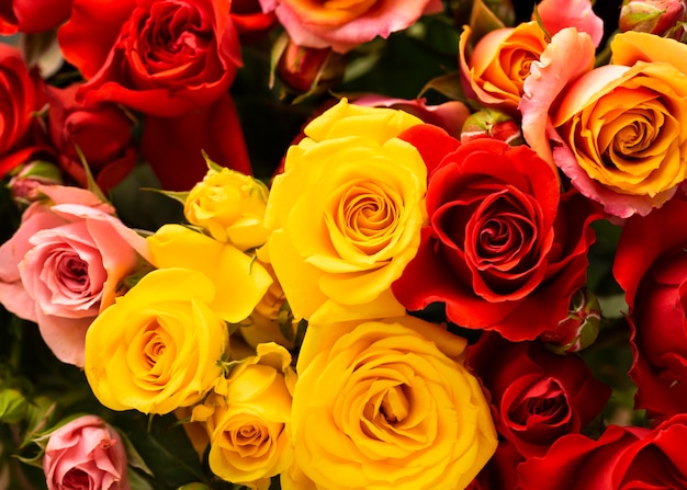 Flat lay of beautifully bloomed colorful rose flowers