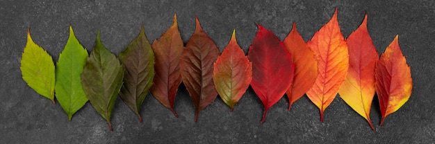 Free photo flat lay of beautifully colored autumn leaves