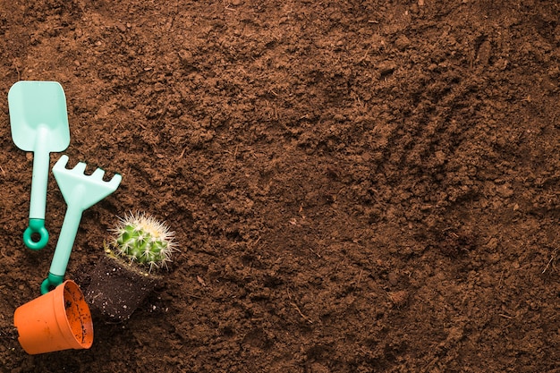 Flat lay of cactus and gardening tools with copyspace