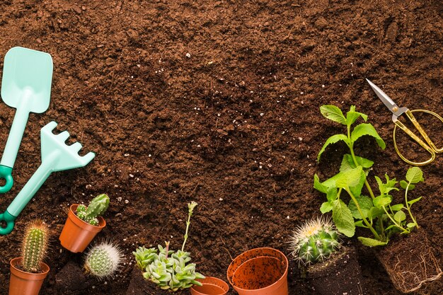 Flat lay of cactus and gardening tools with copyspace