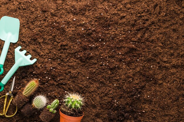 Flat lay of cactus and gardening tools with copyspace