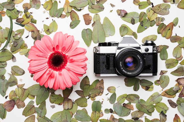 Flat lay of camera on leaves