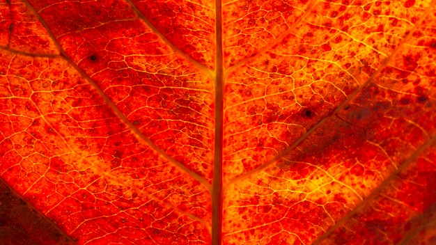 Flat lay close-up of autumn leaf