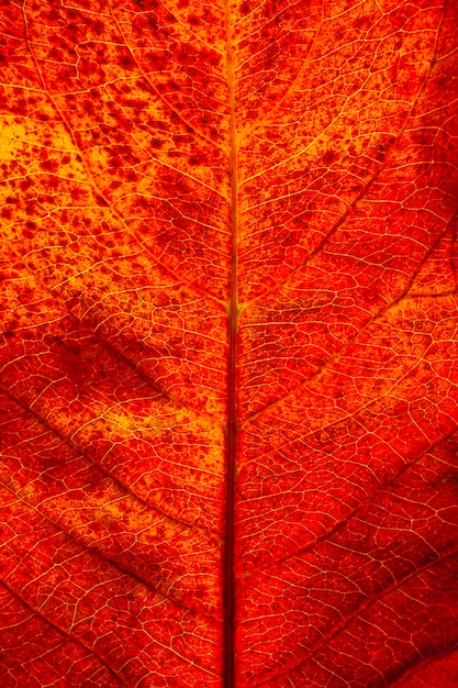 Flat lay close-up of autumn leaf