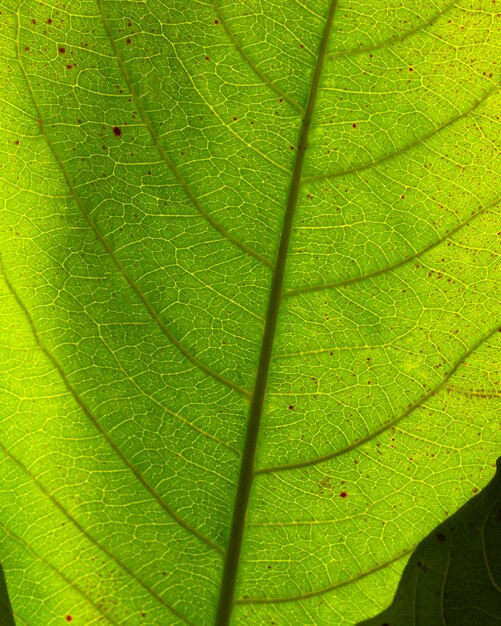 Flat lay close-up of green leaf