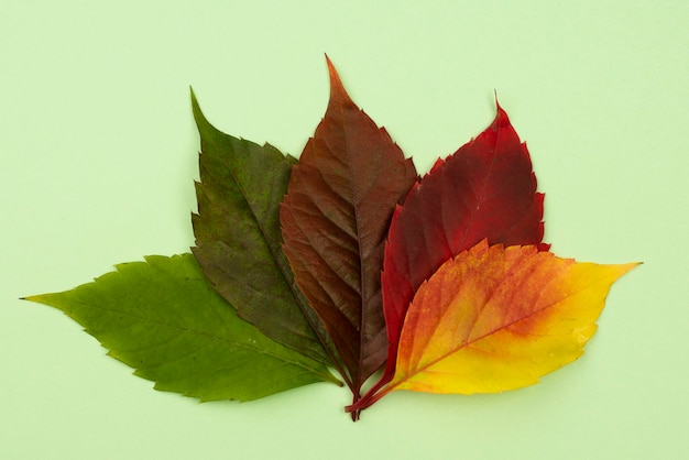 Flat lay of colored autumn leaves