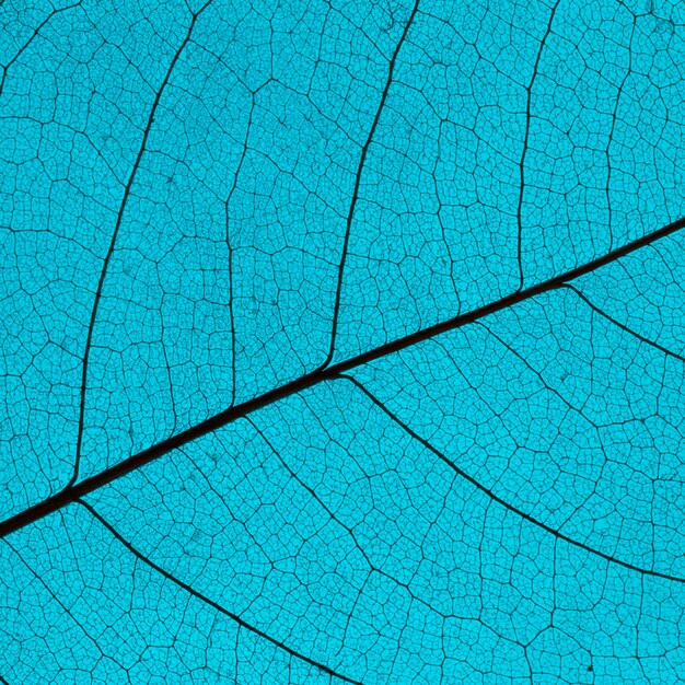 Flat lay of colored leaf with see-through texture