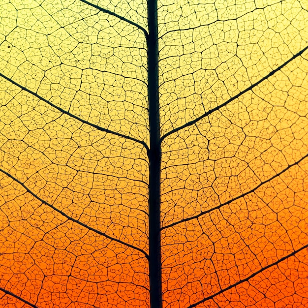 Flat lay of colored leaf with translucent texture