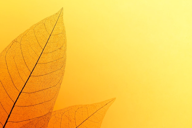 Free photo flat lay of colored leaves with transparent texture
