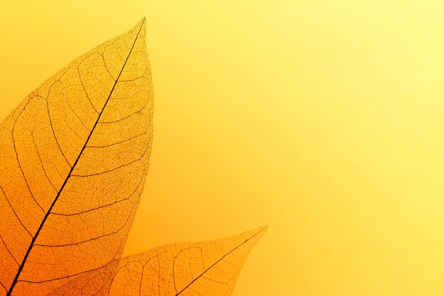 Flat lay of colored leaves with transparent texture